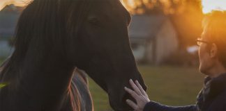 The Breakthrough I Witnessed in the Healing Power of Horses