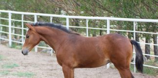 The Bloodline Factor When Assessing a Jumper