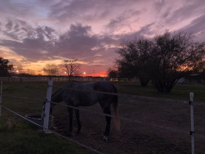 Leading Your Horse to Water The Plaid Horse Magazine
