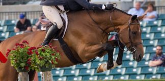 What Equestrians Should Remember About Their Sport