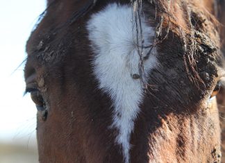 Barn (and Life) Time Management: Tips for Juggling It All