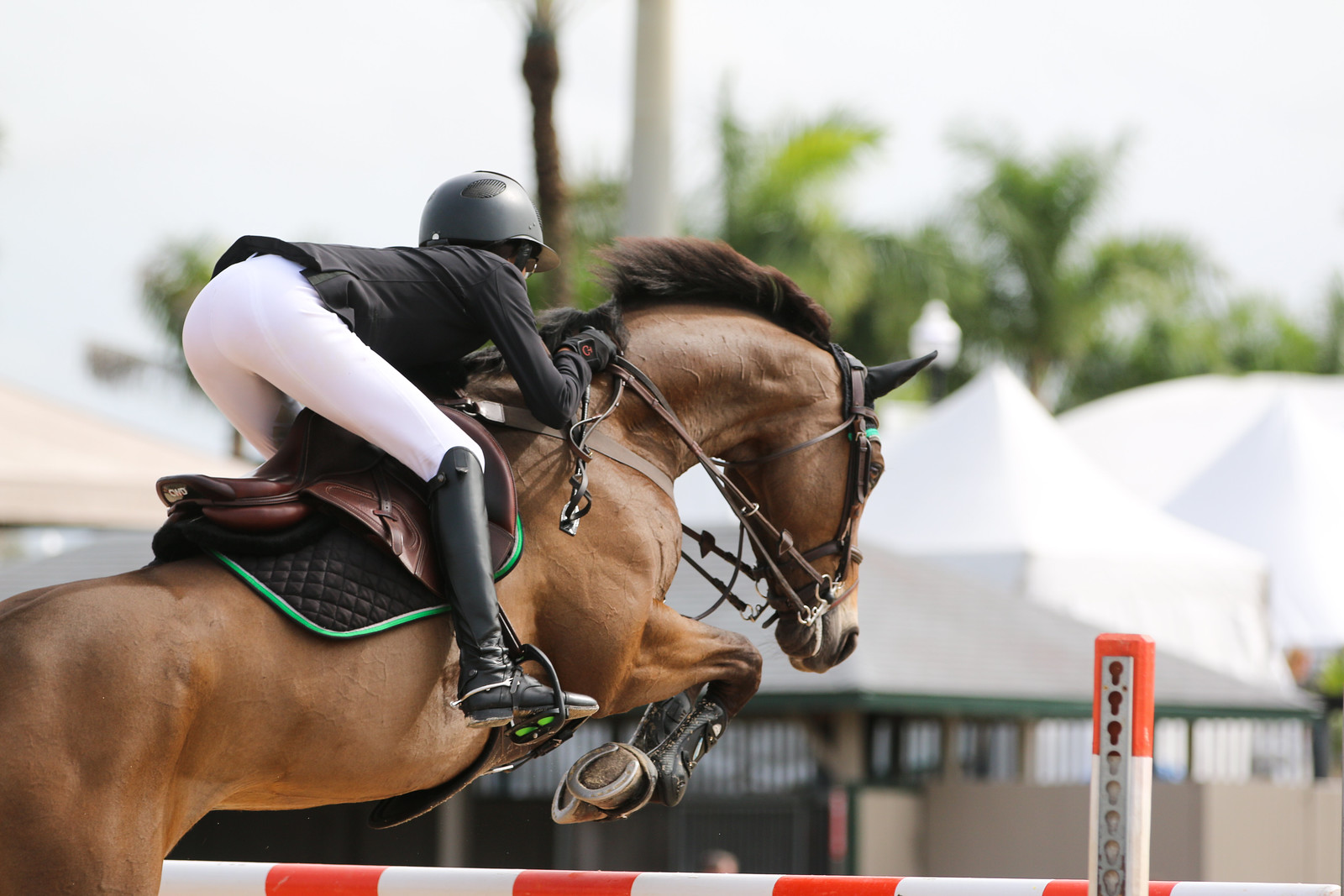 Strengthening Exercises for Horses