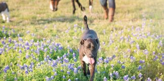 What My Terminally Ill Dog is Trying to Teach Me About Riding and Life