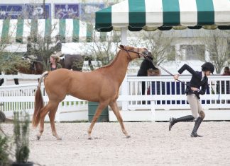 Why It’s Never the Pony’s Fault