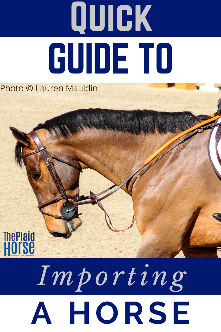 A Quick Guide to Logistics and Costs With Importing a Horse The Plaid