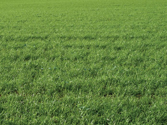 grass_texture TPH050620