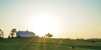 Things to Consider When Shopping for a Horse Property