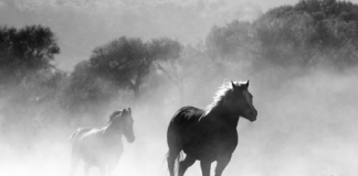 How to Tame an Unruly Horse