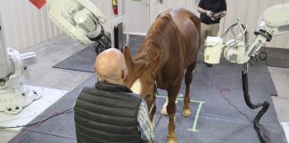 Prisma Develops the First-Ever Functional Full-Body Equine Veterinary Imaging System for a Standing Conscious Horse