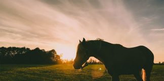 Losing One of the Herd