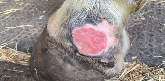 Healthcare Reminder: Treating Equine Summer Sores