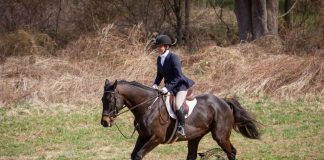 A Thoroughbred’s Subtle Presentations of Kissing Spine (and how I got him back)