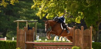 Lainie Wimberly and Corto Des Dames Produce First Champion of 2020 Old Salem Farm Fall Series Horse Show