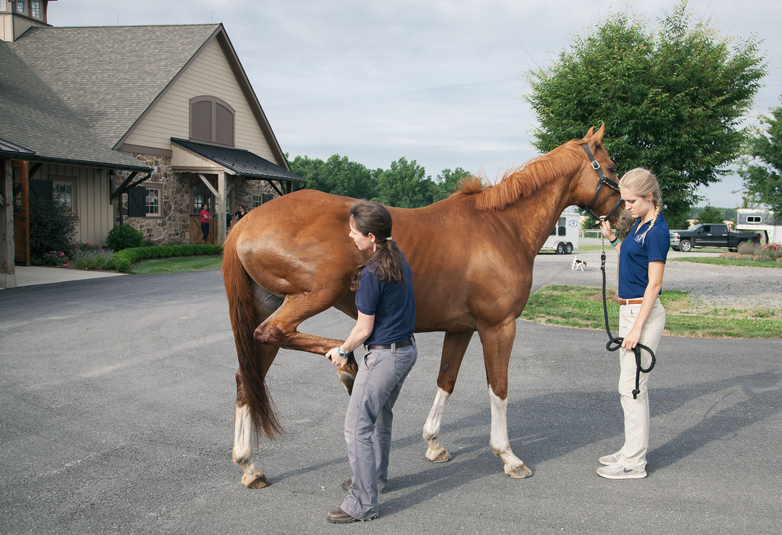 Breaking Down the Prepurchase Exam The Plaid Horse Magazine