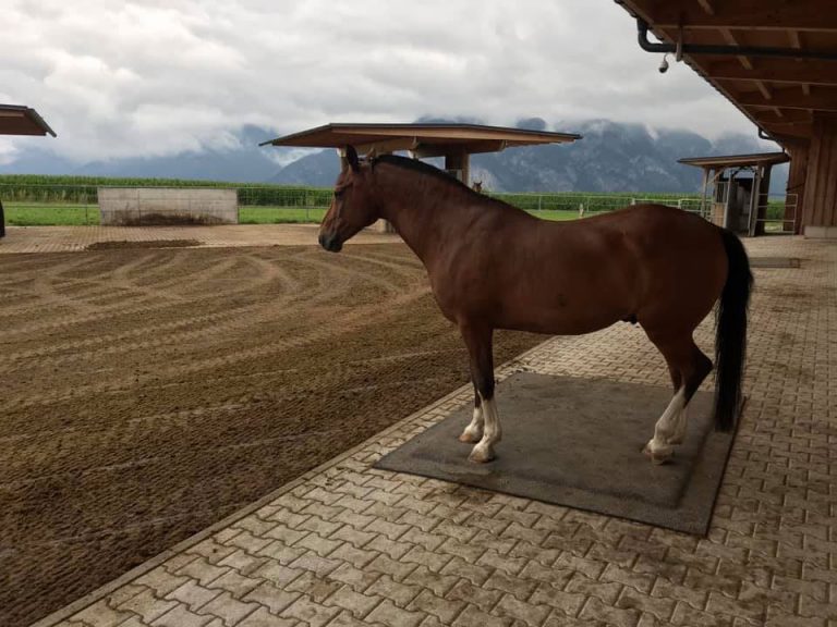 From the Ground Up 5 Benefits of the SoftBed Comfort Stall Mattress