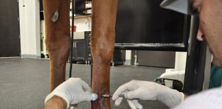 Palm Beach Equine Clinic on the Cutting Edge of Regenerative Medicine