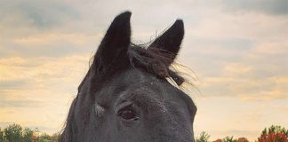 Moments with Horses
