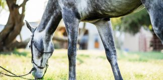 I Love Horses, But I’m Tired