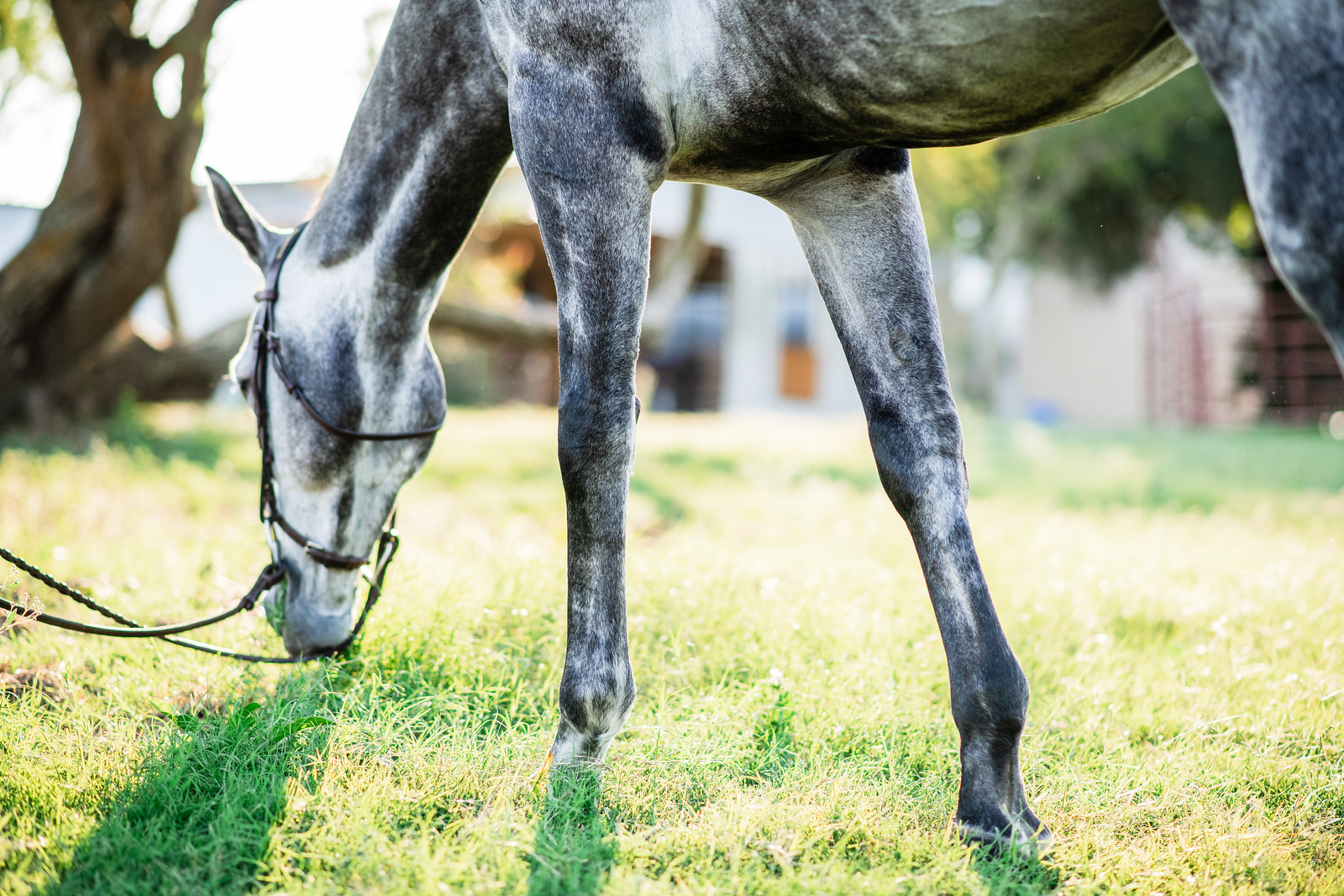 I Love Horses, But I’m Tired The Plaid Horse Magazine