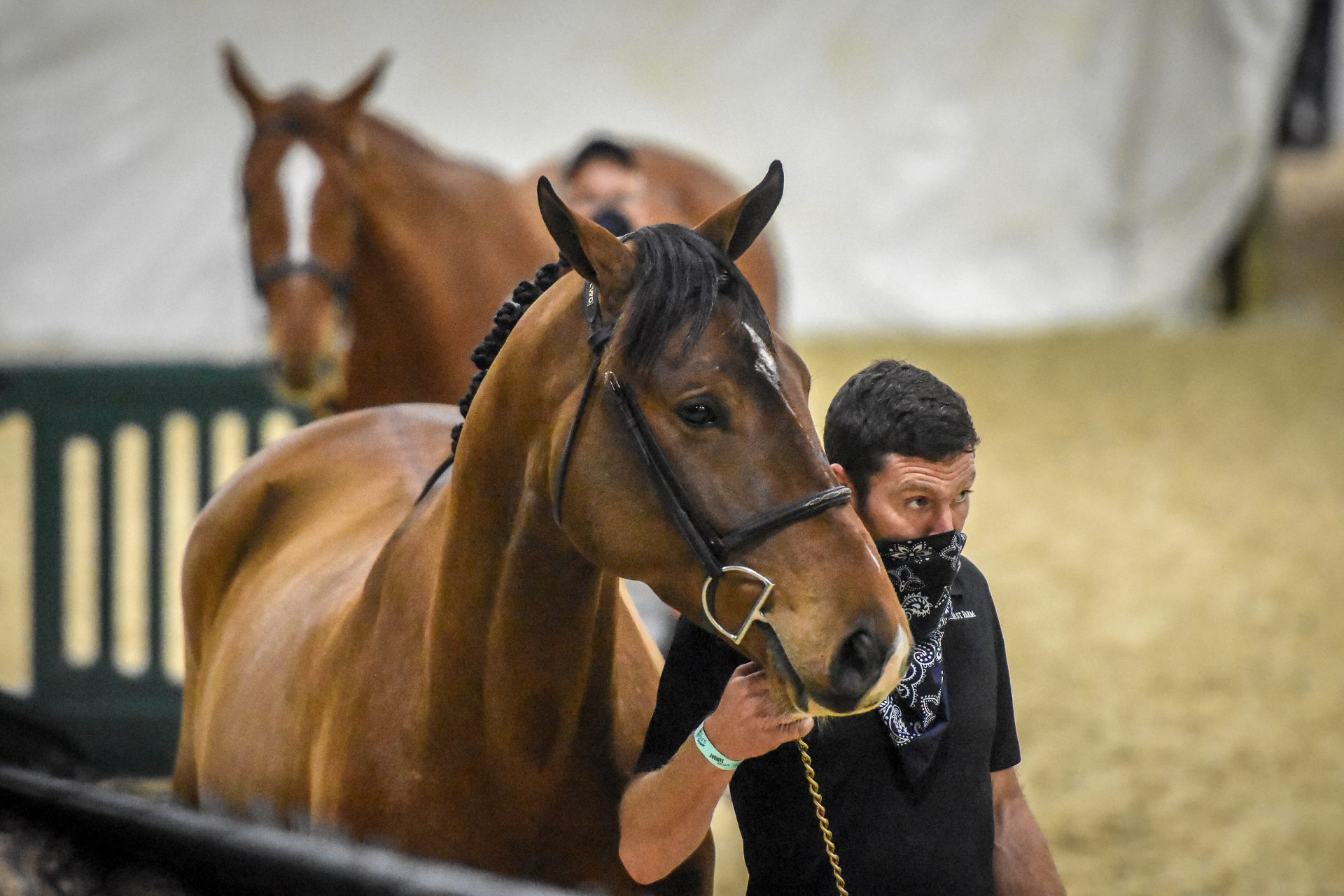 Recap 2020 Nutrena® Young Horse Show Finals presented by Spy Coast Farm Sees Record Entries