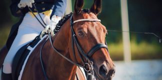 Considerations for the Aging Performance Horse