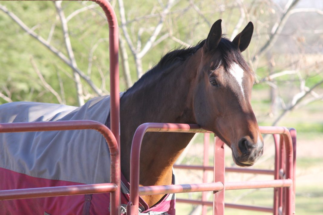 Winterize Your Horse The Pros and Cons of Blanketing The Plaid