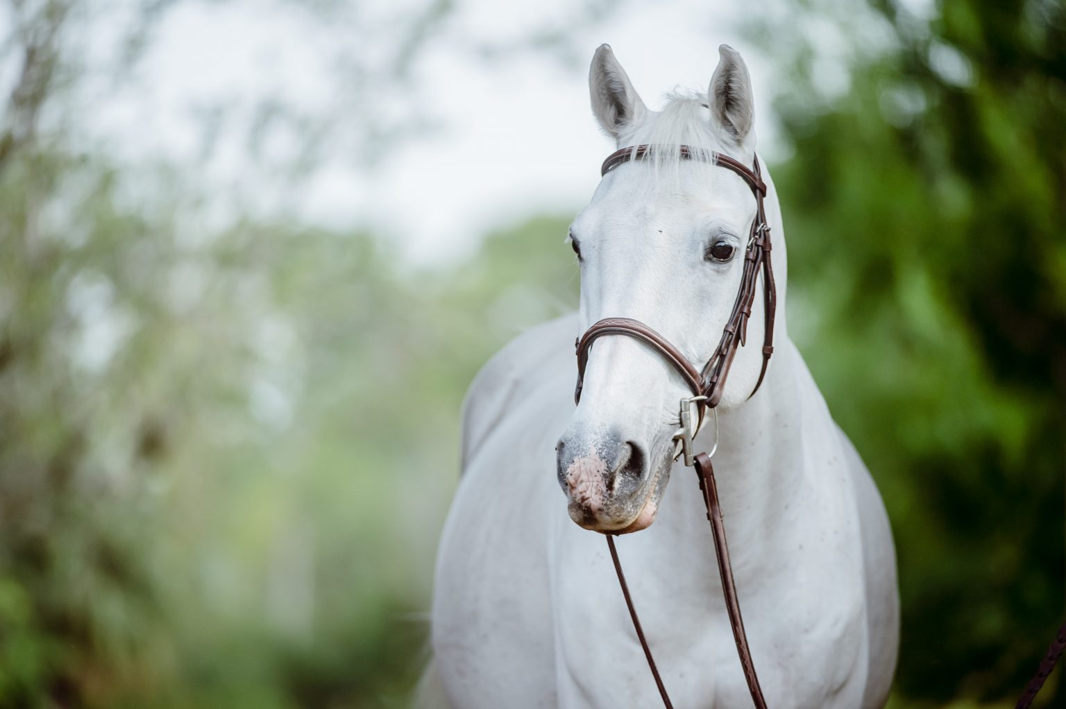 The NeverEnding Quest to Keep a Grey Horse Clean Tips for Success