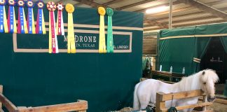 Meet Noel: Madrone Ranch Stables’ Mascot and Cart-Pulling Celebrity