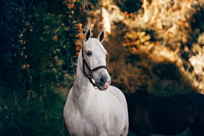 helena-lopes-RoTyXO1m0wo-unsplash