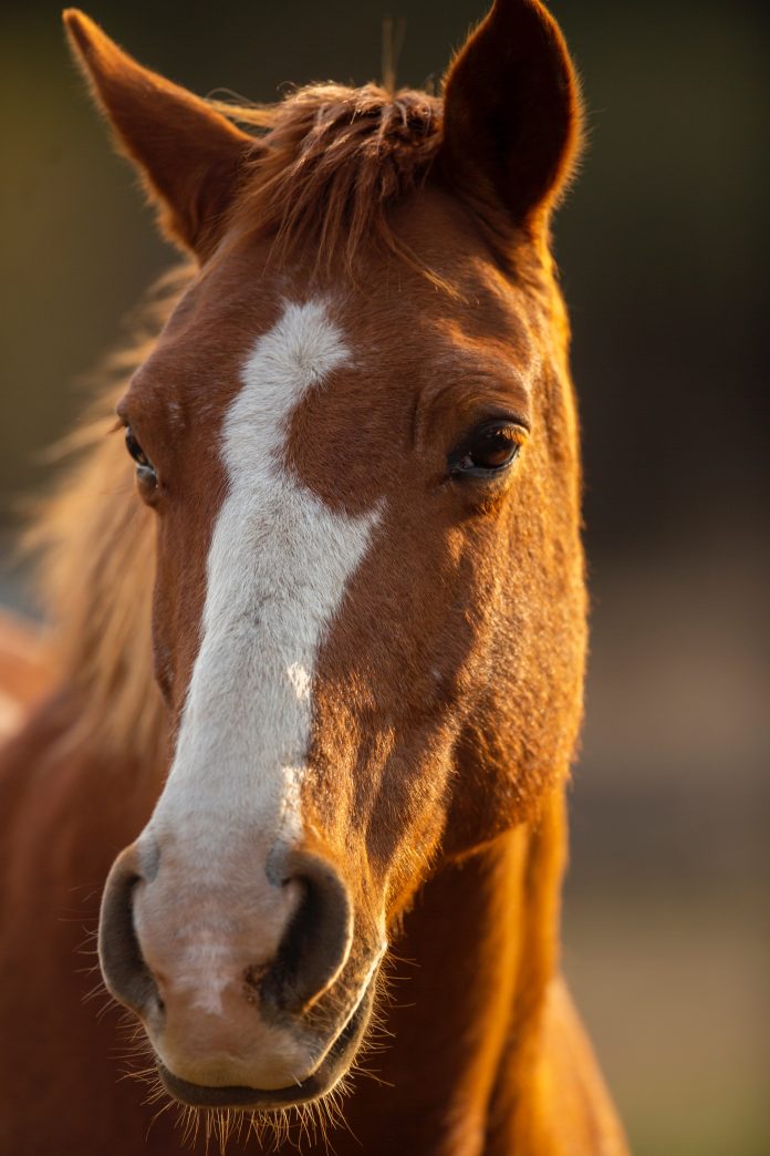 pieter-van-noorden-cjSUZMA2iW8-unsplash