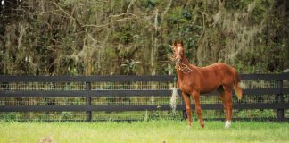 Ask the Vet: Tips for Feeding a Picky Eater