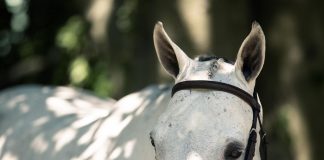 Controlling the Uncontrollable with Horses