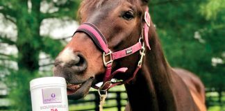 Kinetic Vet: Equine Health Solutions Backed by Science and Respected for Results
