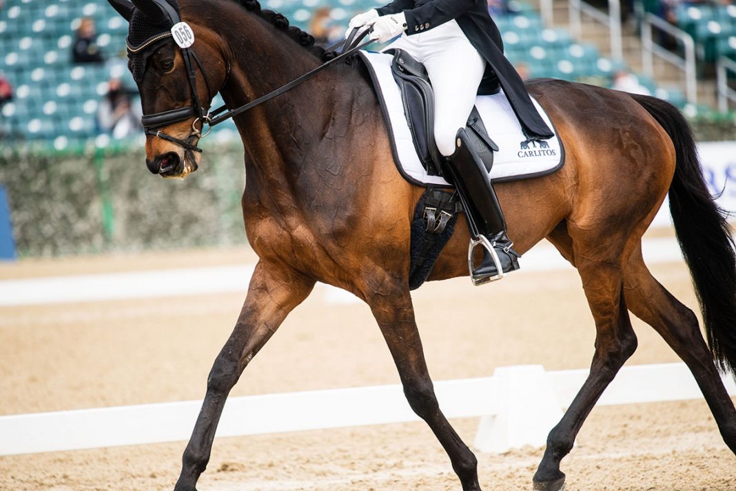 It's In the Details The Quarter Marks of Land Rover Kentucky ThreeDay Event The Plaid Horse