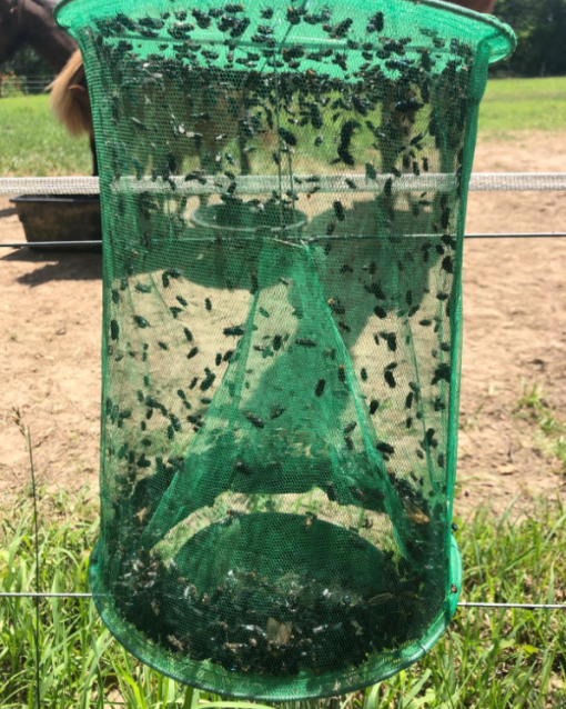10 Tips Tricks to Keep Flies Off Your Horses - The Plaid Horse Magazine