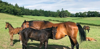 Why Are So Many American-Owned Young Horses Growing Up Abroad?