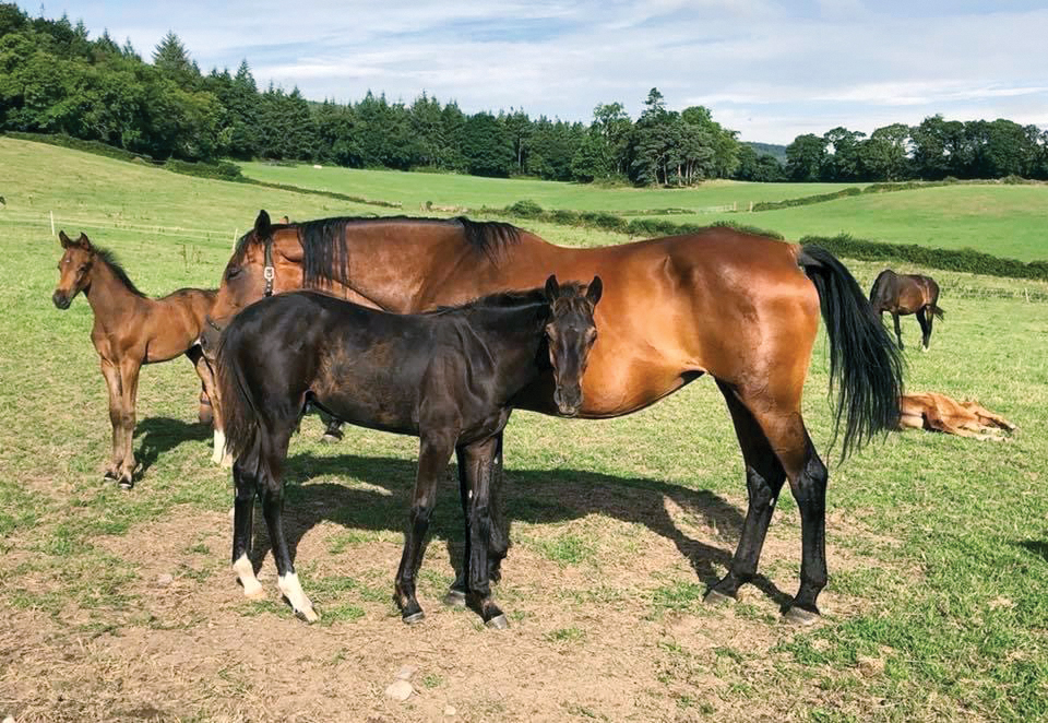 Why Are So Many AmericanOwned Young Horses Growing Up Abroad? The Plaid Horse Magazine