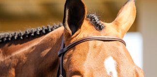 How the Wrong Trainer Can Kill Your Confidence: A Cautionary Tale