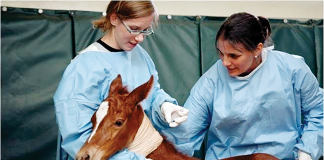 The Grayson-Jockey Club Research Foundation: Benefiting the Health of ALL Horses
