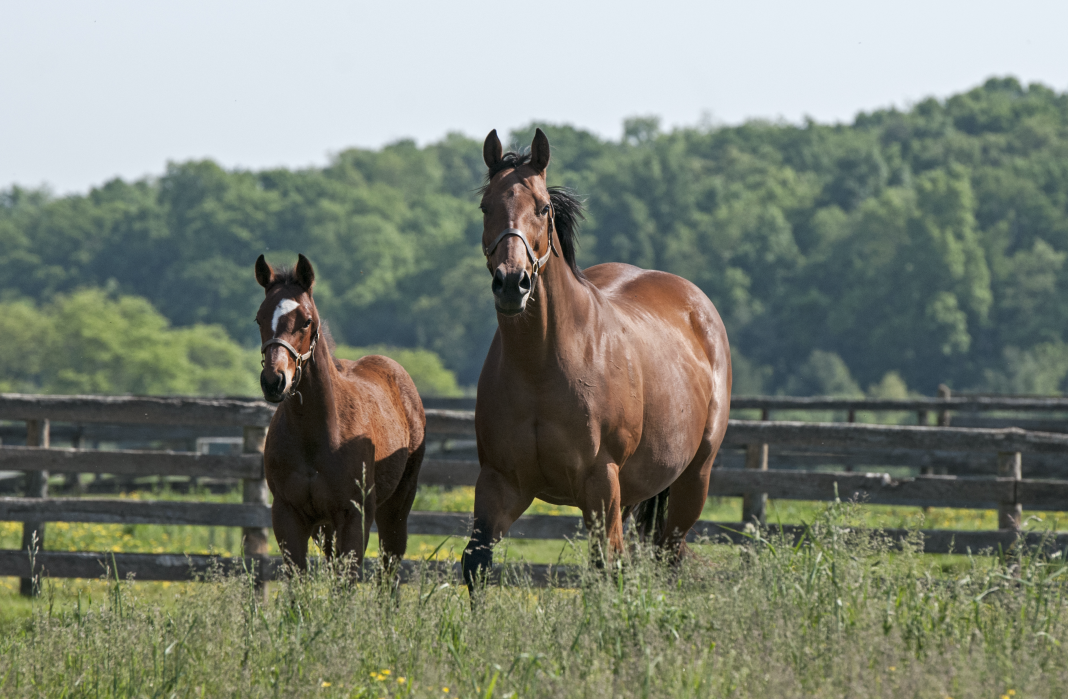 Maryland Horse Breeders Association Selects 20212022 Officers The
