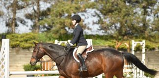Going from Shod to Bare: A Hoof Care Pro’s Tips for Success