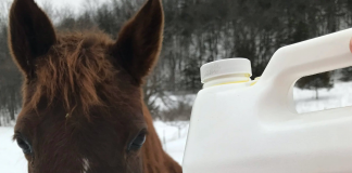 Why Your Horse is Almost Certainly Lacking Omega 3 Fats