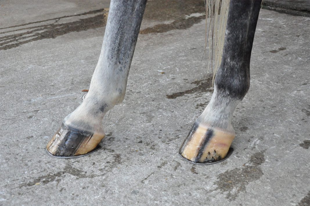 Put Your Best Foot Forward How to Keep Horses’ Hooves Strong Through Summer The Plaid Horse