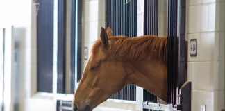 5 Tips When Using Waivers in Your Horse Program