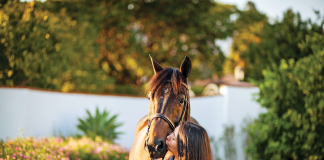 ‘He Is Happiest at the Horse Shows’