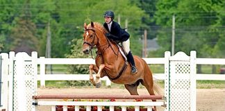 The Draft Cross That Had Never Jumped Becomes the Perfect First Horse