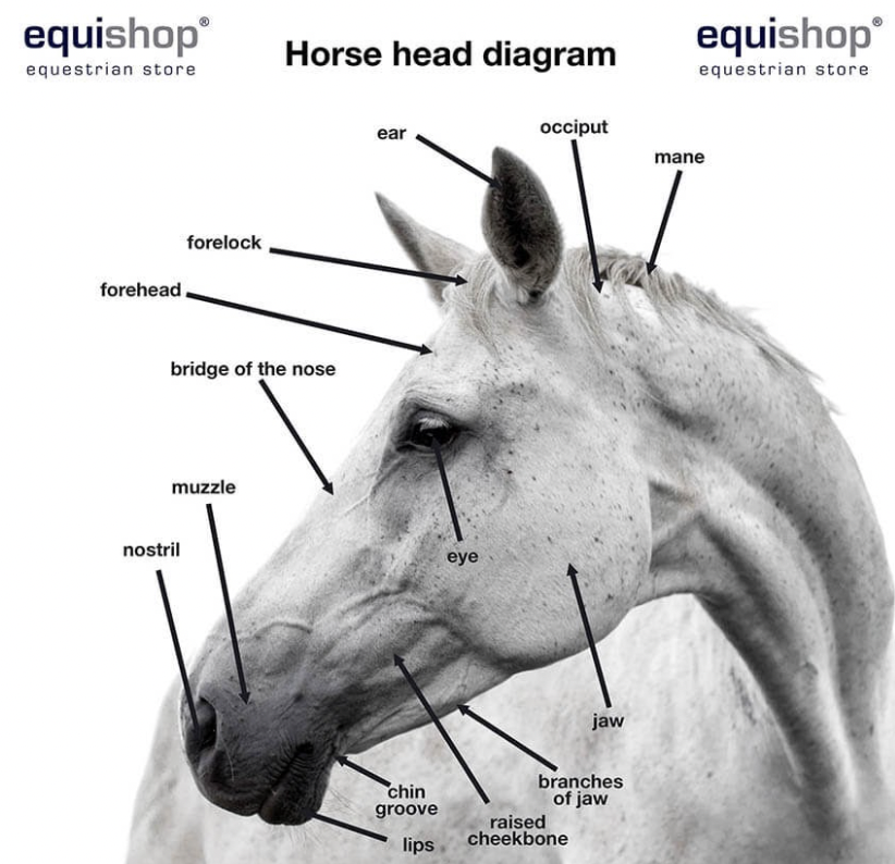 Biological Structure Of A Horse The Build And Anatomy The Plaid 
