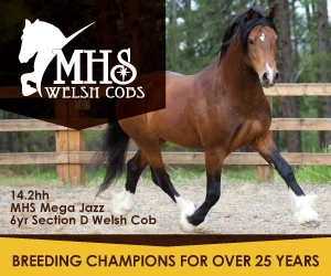 MHS Welsh Cobs