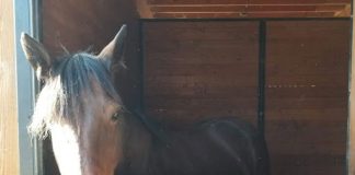 Hip #572: How an Auction Pony Saved My Life