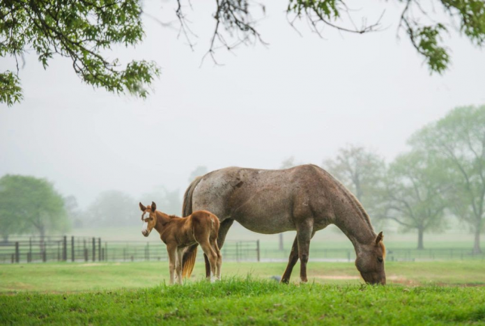 mare-foal-workshop